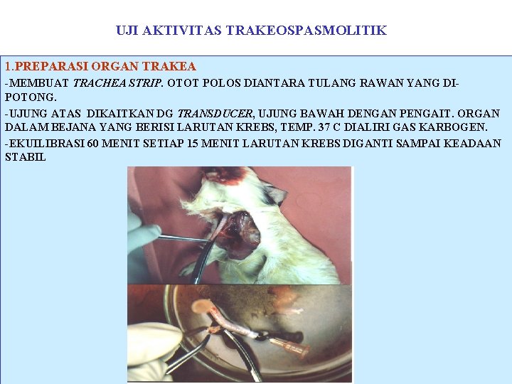 UJI AKTIVITAS TRAKEOSPASMOLITIK 1. PREPARASI ORGAN TRAKEA -MEMBUAT TRACHEA STRIP. OTOT POLOS DIANTARA TULANG