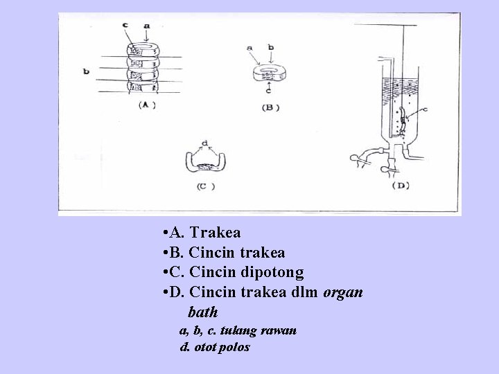 The tracheal chains of guinea-pigs • A. Trakea • B. Cincin trakea • C.