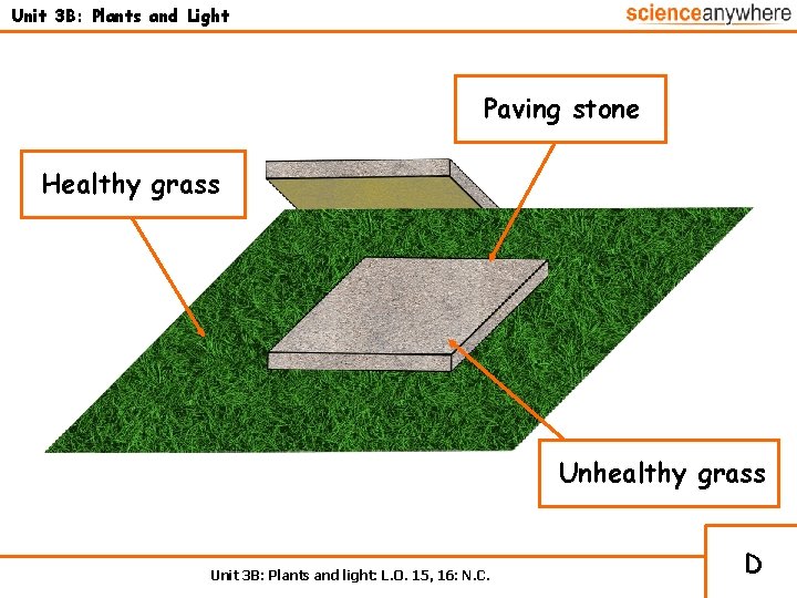 Unit 3 B: Plants and Light Paving stone Healthy grass Unhealthy grass Unit 3