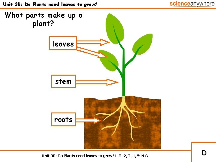 Unit 3 B: Do Plants need leaves to grow? What parts make up a
