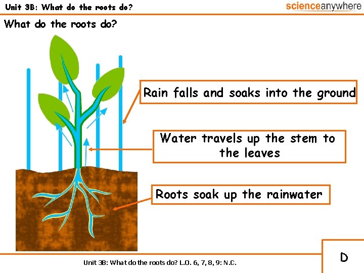 Unit 3 B: What do the roots do? Rain falls and soaks into the