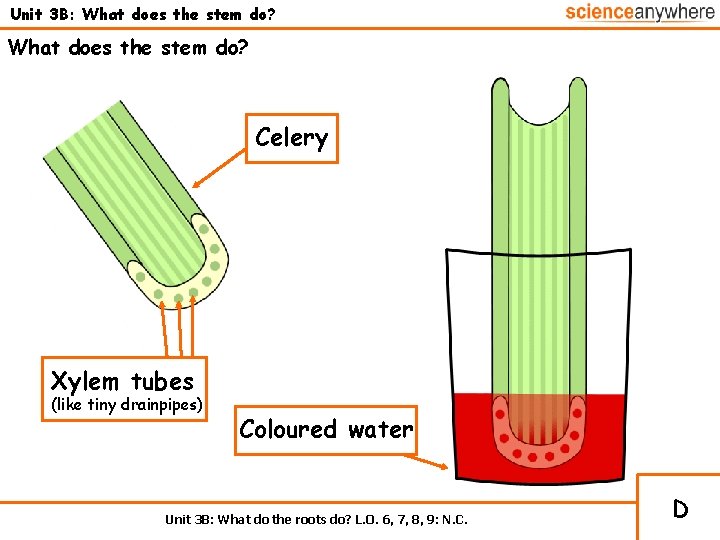 Unit 3 B: What does the stem do? Celery Xylem tubes (like tiny drainpipes)