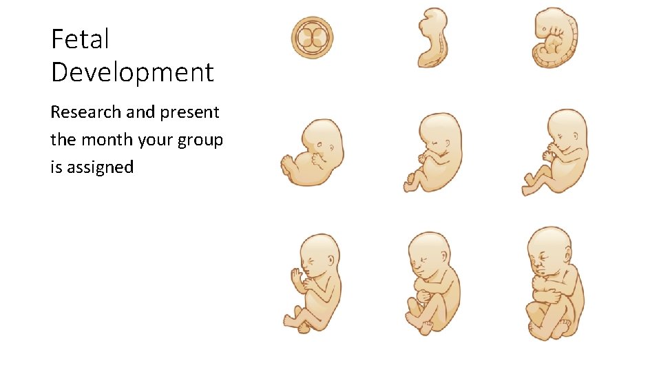 Fetal Development Research and present the month your group is assigned 