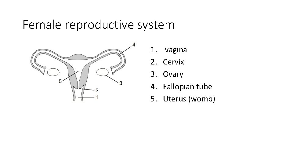 Female reproductive system 1. 2. 3. 4. 5. vagina Cervix Ovary Fallopian tube Uterus