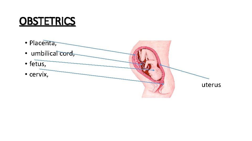 OBSTETRICS • Placenta, • umbilical cord, • fetus, • cervix, uterus 