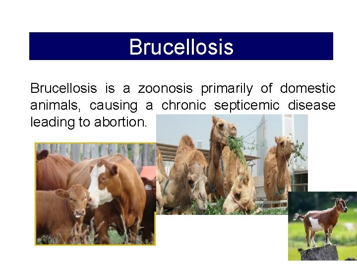 Brucellosis is a zoonosis primarily of domestic animals, causing a chronic septicemic disease leading