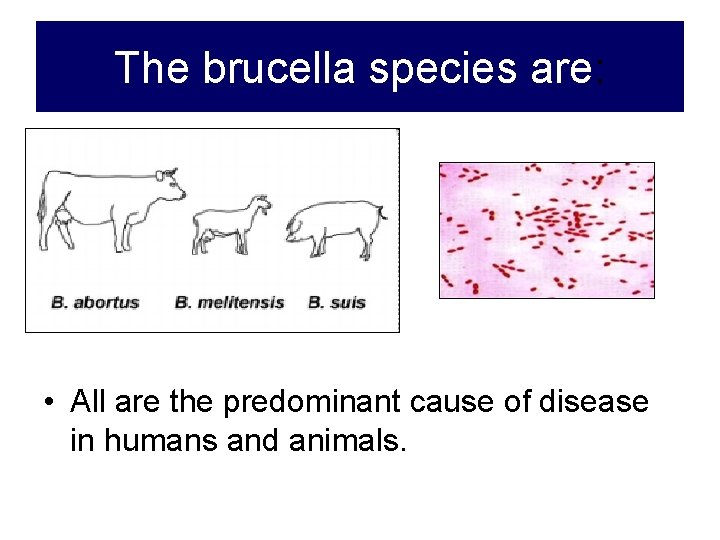 The brucella species are: • All are the predominant cause of disease in humans