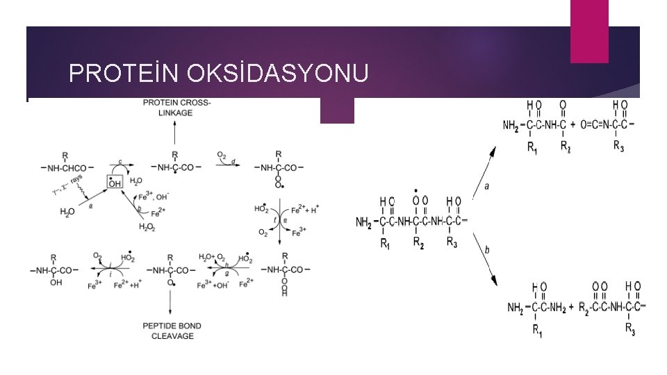 PROTEİN OKSİDASYONU 