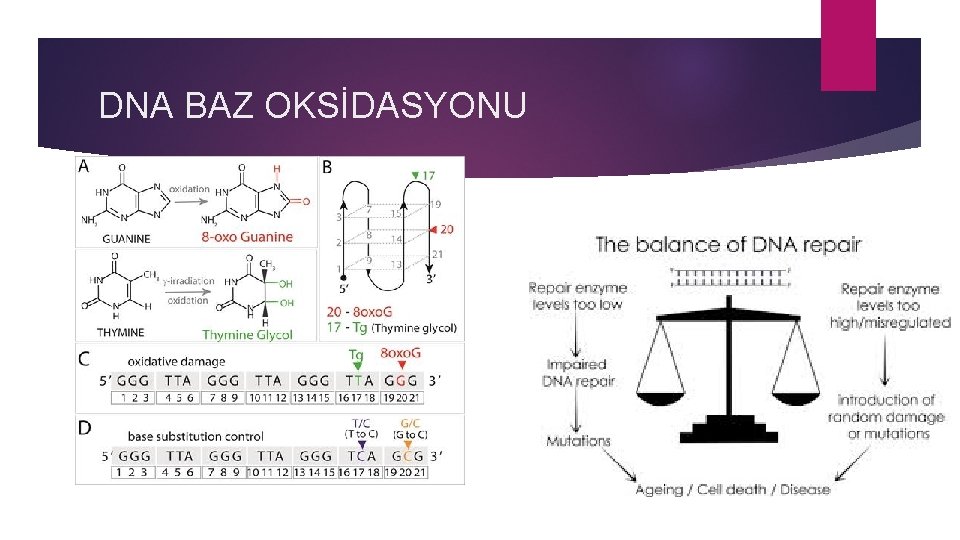 DNA BAZ OKSİDASYONU 