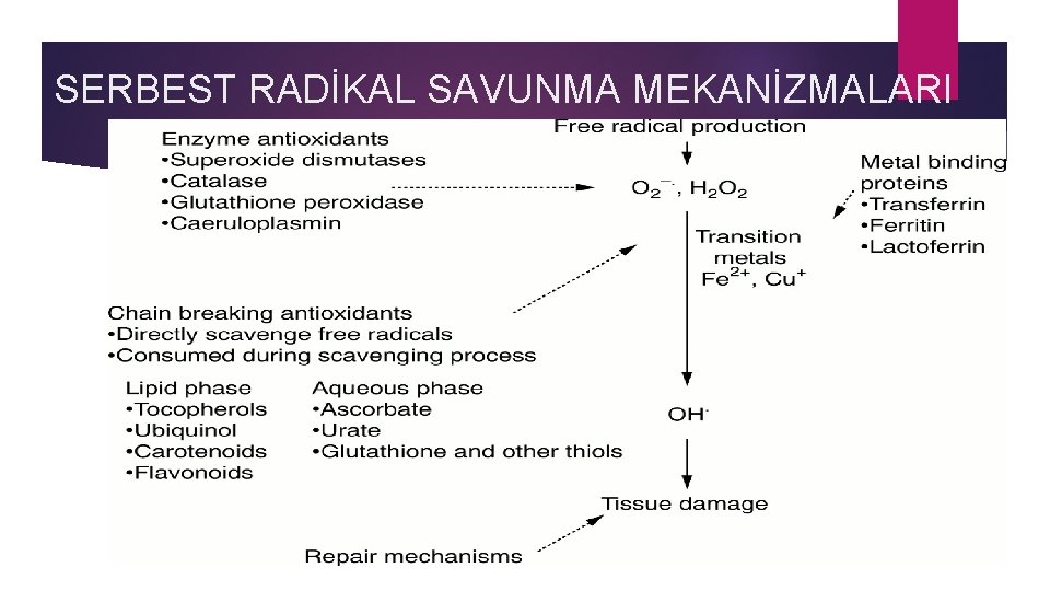 SERBEST RADİKAL SAVUNMA MEKANİZMALARI 