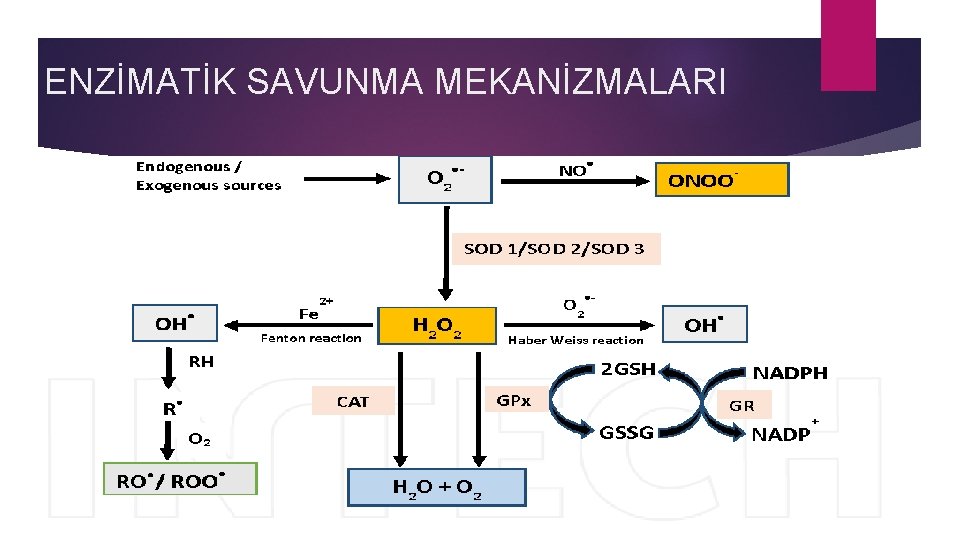 ENZİMATİK SAVUNMA MEKANİZMALARI 