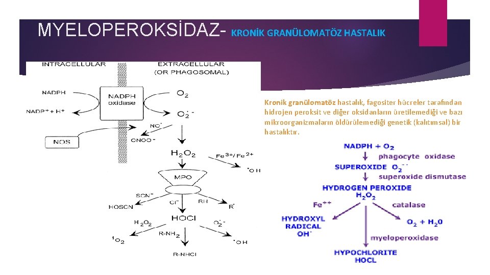 MYELOPEROKSİDAZ- KRONİK GRANÜLOMATÖZ HASTALIK Kronik granülomatöz hastalık, fagositer hücreler tarafından hidrojen peroksit ve diğer