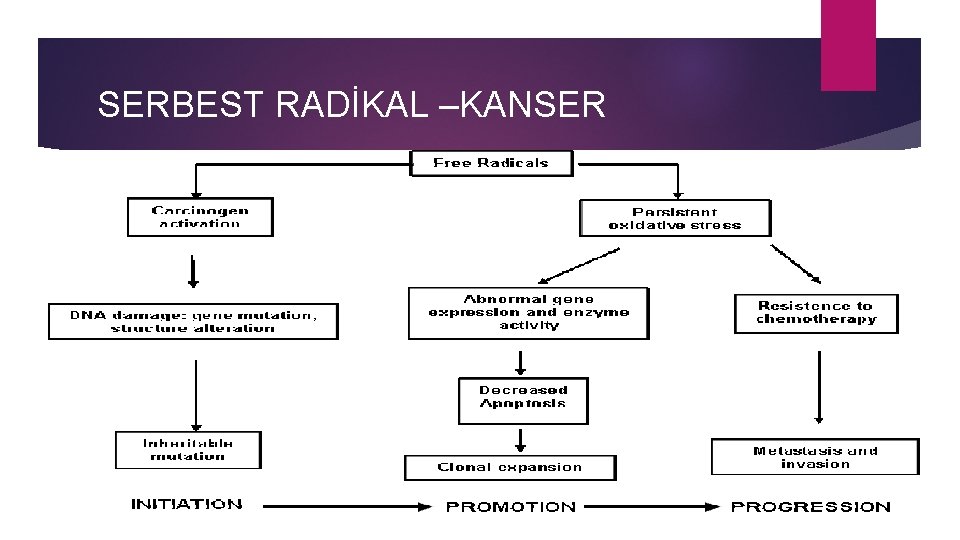 SERBEST RADİKAL –KANSER 