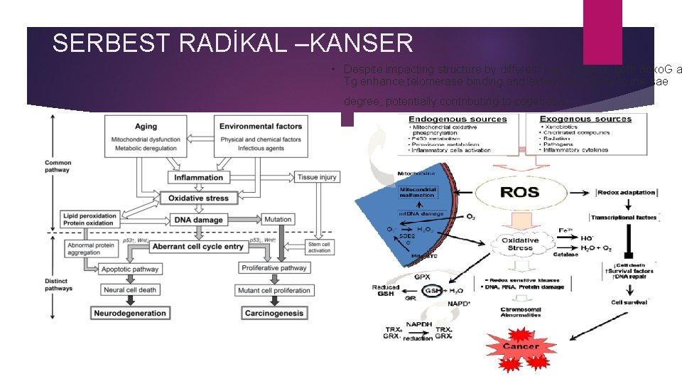 SERBEST RADİKAL –KANSER • Despite impacting structure by different mechanisms, both 8 oxo. G