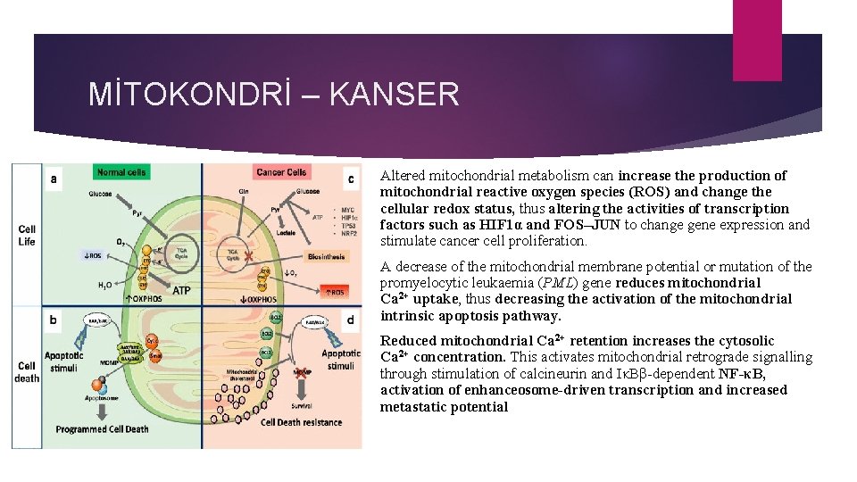 MİTOKONDRİ – KANSER • Altered mitochondrial metabolism can increase the production of mitochondrial reactive