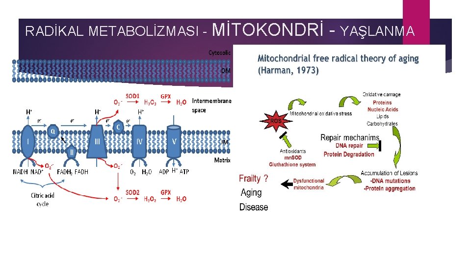 RADİKAL METABOLİZMASI - MİTOKONDRİ - YAŞLANMA 