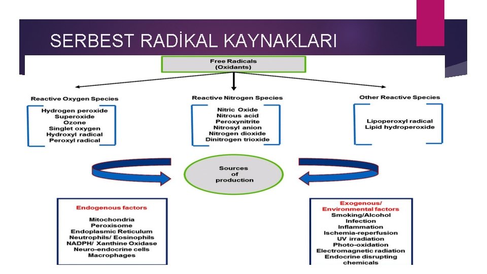 SERBEST RADİKAL KAYNAKLARI 