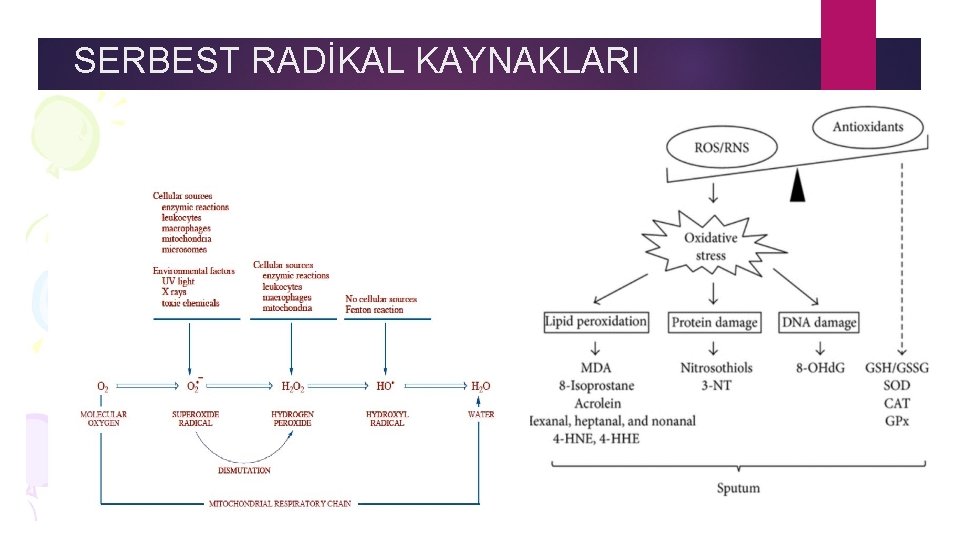 SERBEST RADİKAL KAYNAKLARI 