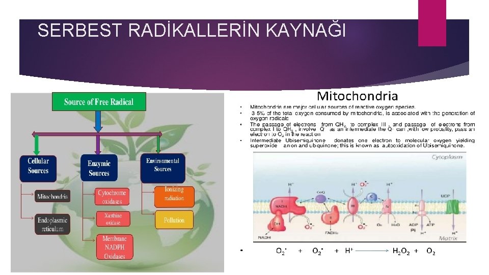 SERBEST RADİKALLERİN KAYNAĞI 