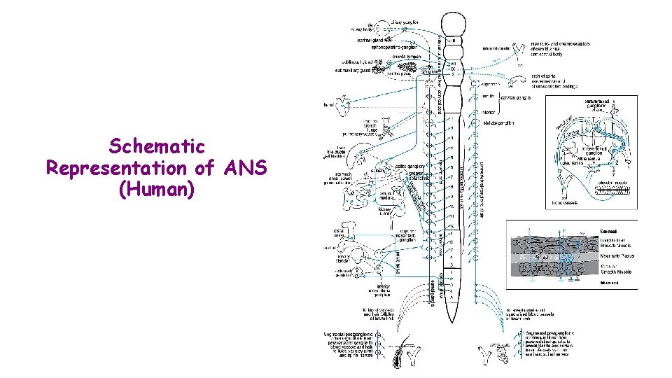 Schematic Representation of ANS (Human) 
