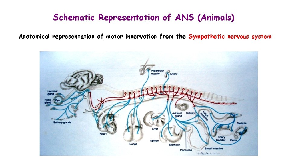 Schematic Representation of ANS (Animals) Anatomical representation of motor innervation from the Sympathetic nervous