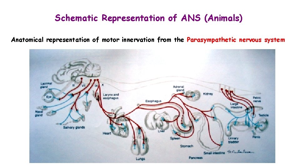 Schematic Representation of ANS (Animals) Anatomical representation of motor innervation from the Parasympathetic nervous