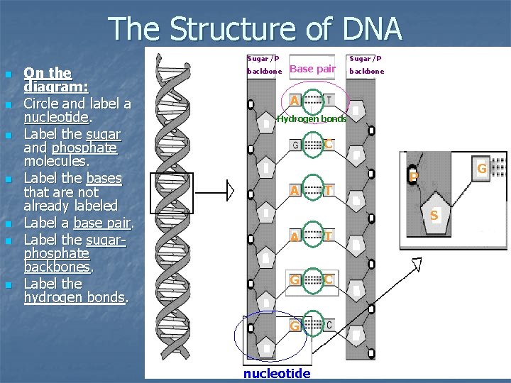 The Structure of DNA Sugar /P n n n n On the diagram: Circle