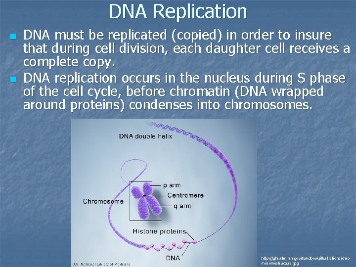 DNA Replication n n DNA must be replicated (copied) in order to insure that