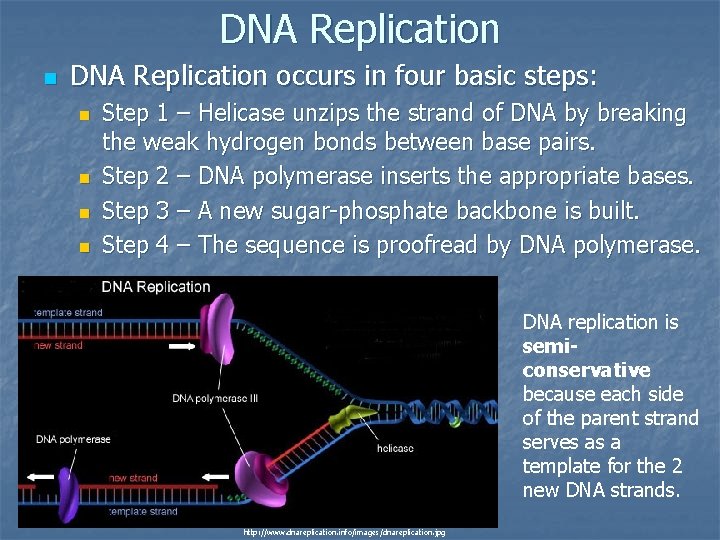 DNA Replication n DNA Replication occurs in four basic steps: n n Step 1