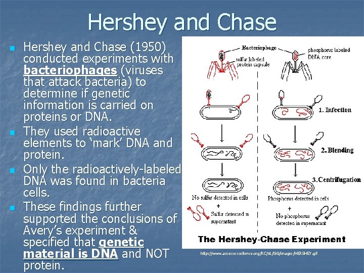 Hershey and Chase n n Hershey and Chase (1950) conducted experiments with bacteriophages (viruses