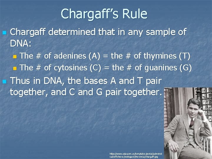 Chargaff’s Rule n Chargaff determined that in any sample of DNA: The # of