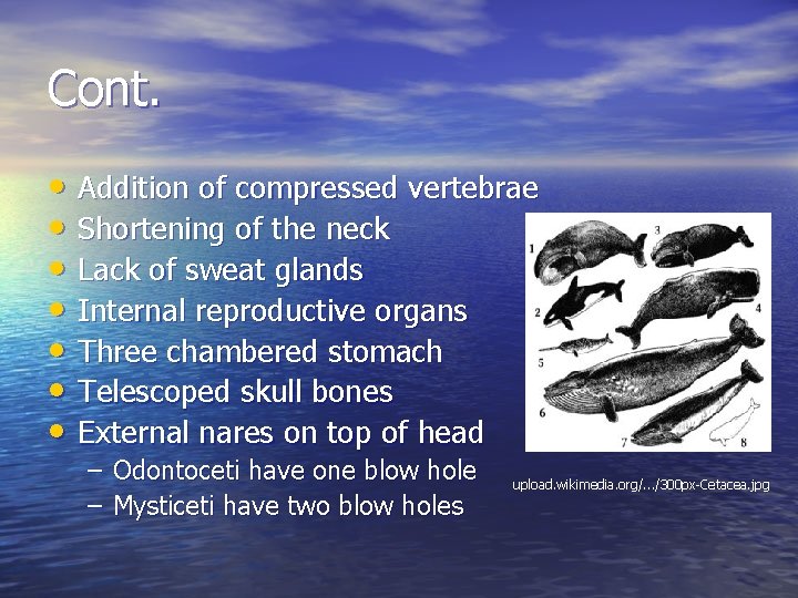 Cont. • Addition of compressed vertebrae • Shortening of the neck • Lack of