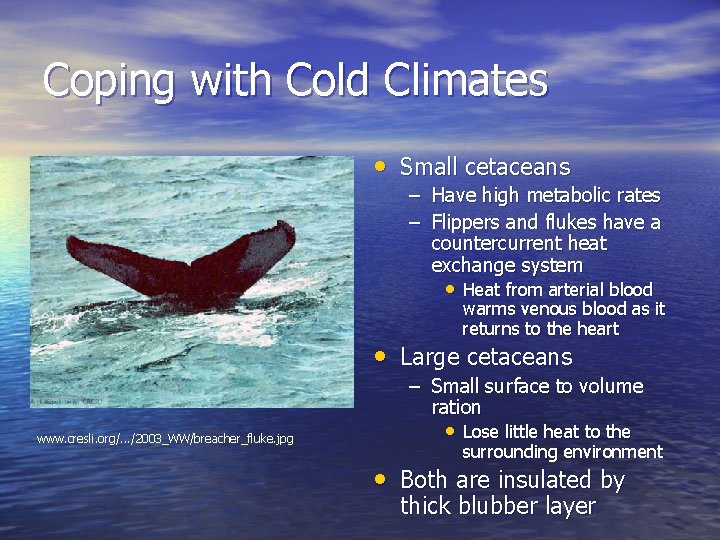 Coping with Cold Climates • Small cetaceans – Have high metabolic rates – Flippers