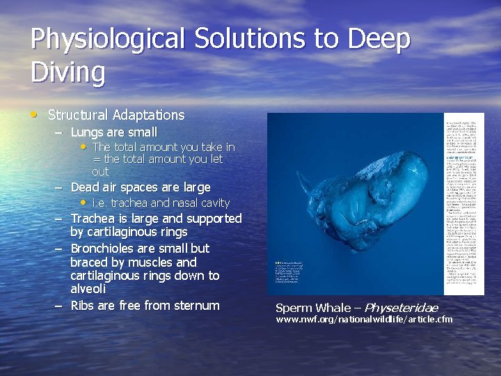 Physiological Solutions to Deep Diving • Structural Adaptations – Lungs are small • The