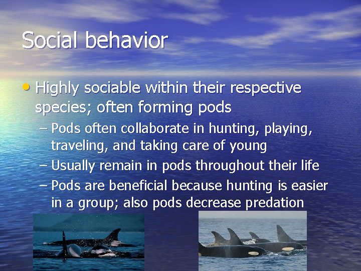 Social behavior • Highly sociable within their respective species; often forming pods – Pods