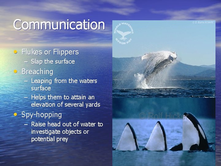 Communication • Flukes or Flippers – Slap the surface • Breaching – Leaping from