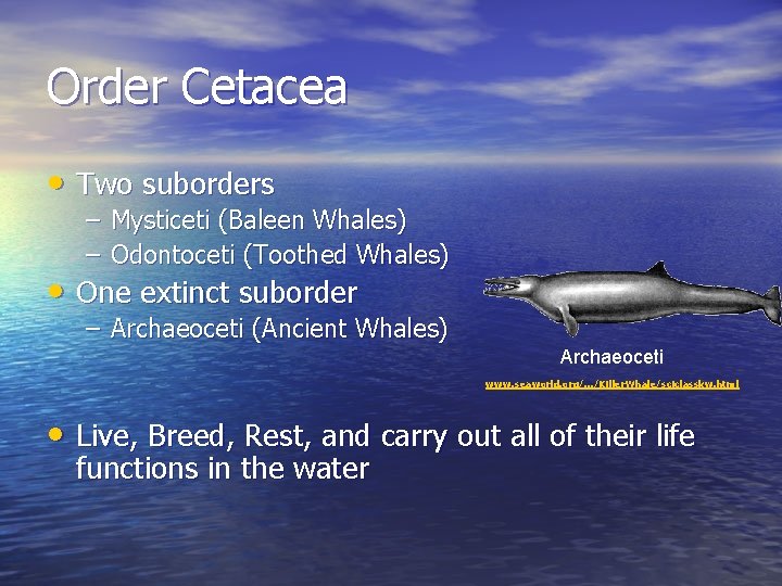 Order Cetacea • Two suborders – Mysticeti (Baleen Whales) – Odontoceti (Toothed Whales) •