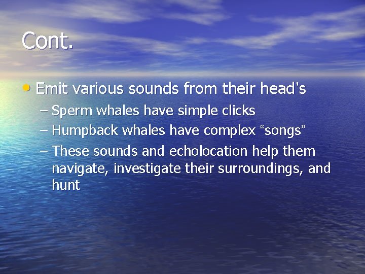 Cont. • Emit various sounds from their head’s – Sperm whales have simple clicks