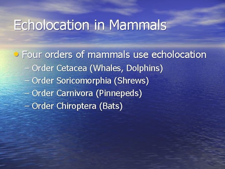 Echolocation in Mammals • Four orders of mammals use echolocation – Order Cetacea (Whales,