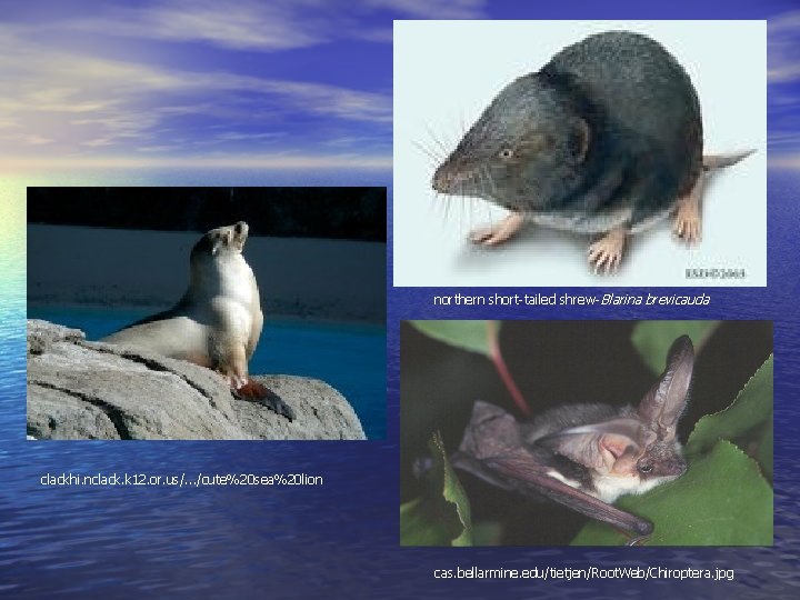 northern short-tailed shrew- Blarina brevicauda clackhi. nclack. k 12. or. us/. . . /cute%20