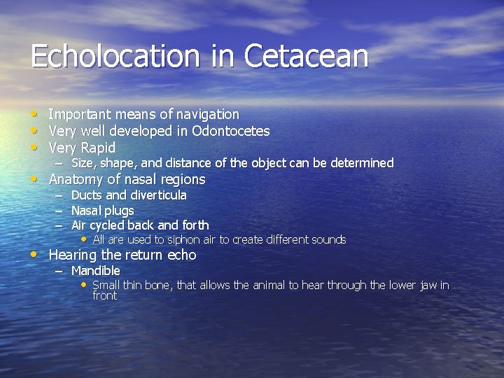 Echolocation in Cetacean • Important means of navigation • Very well developed in Odontocetes