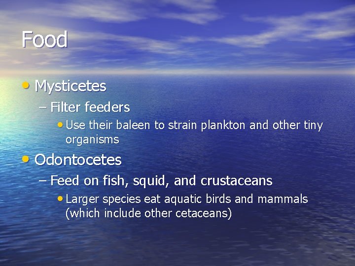 Food • Mysticetes – Filter feeders • Use their baleen to strain plankton and