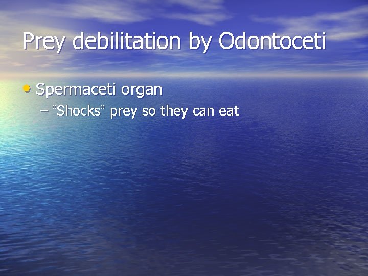 Prey debilitation by Odontoceti • Spermaceti organ – “Shocks” prey so they can eat