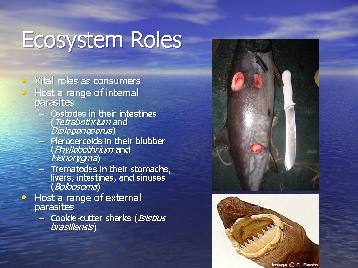 Ecosystem Roles • Vital roles as consumers • Host a range of internal parasites
