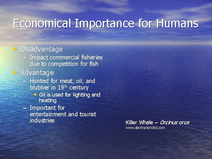 Economical Importance for Humans • Disadvantage – Impact commercial fisheries due to competition for