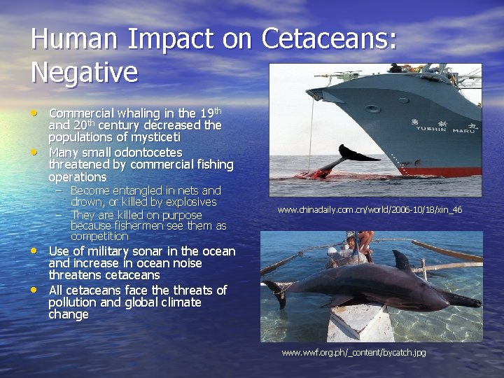 Human Impact on Cetaceans: Negative • Commercial whaling in the 19 th th •