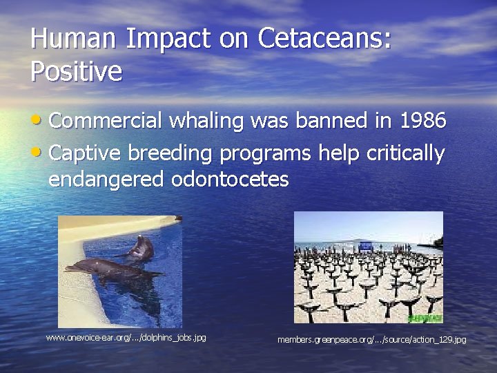 Human Impact on Cetaceans: Positive • Commercial whaling was banned in 1986 • Captive