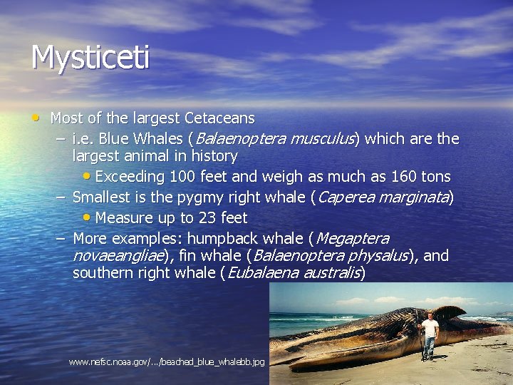 Mysticeti • Most of the largest Cetaceans – i. e. Blue Whales (Balaenoptera musculus)