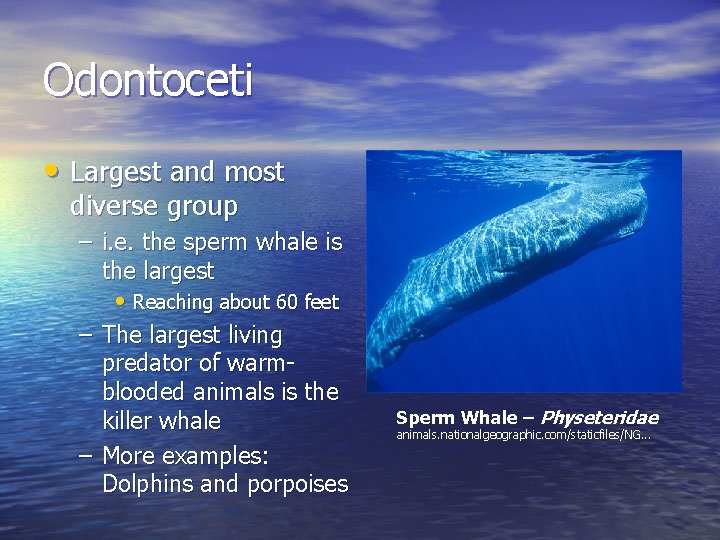 Odontoceti • Largest and most diverse group – i. e. the sperm whale is