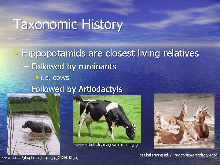 Taxonomic History • Hippopotamids are closest living relatives – Followed by ruminants • i.